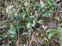 Buchsblättrige Kreuzblume