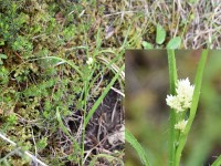 Schneeweisse Hainsimse