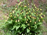 Frauenschuh, ca. 60 Blüten