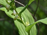 Echter Salamonssiegel