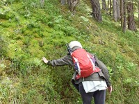 Moos, feucht und weich