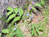 Frühlingsplatterbse