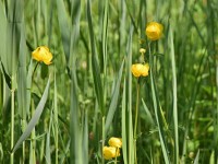 Europäische Trollblume