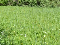 Murnauer-Moos 2018005 105