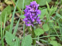 Geflecktes Knabenkraut