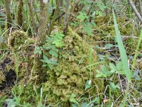 Murnauer-Moos 2018005 117