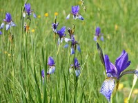 Sibirische Schwertlilie