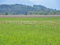 Murnauer-Moos 2018005 146