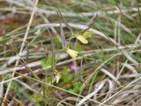 Wiesen Wachtelweizen