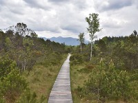 Murnauer-Moos 2018005 160