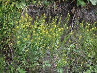 Murnauer-Moos 2018005 177