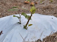 Japanischer Staudenknöterich
