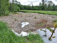 Japanischer Staudenknöterich, schwer zu bekämpfen