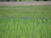 Sibirische Schwertlilien und Trollblumen