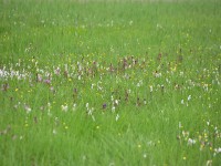 Wollgras und Läusekraut