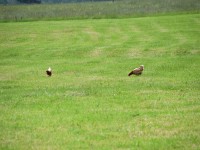 Die Eierlieferanten für feine Kuchen