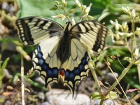 Murnauer-Moos 2018005 197