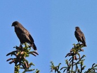 Ein Bussard hält Ausschau