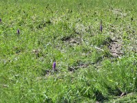 Murnauer-Moos 2018005 208