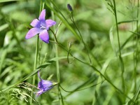 Murnauer-Moos 2018005 211