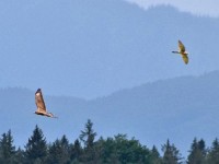 Bussard und Falke