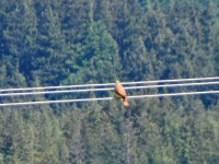 Murnauer-Moos 2018005 214