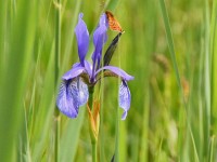 Murnauer-Moos 2018005 231