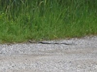Sie war zu schnell. Ringelnatter? Kreuzotter?