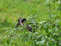 Star beim füttern vor unserem Balkon