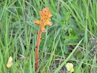 Murnauer-Moos 2018005 252