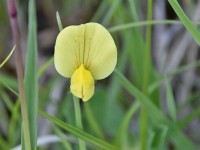 Murnauer-Moos 2018005 253