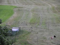 Stare und zwei Hühner