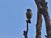 Murnauer-Moos 2018005 267