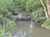 Vom Hochwasser gebauter Damm