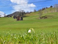 Schneeglöggli am Studnerberg