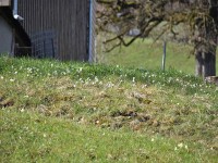 Buschwindröschen vorne Schlüsselblumen