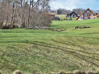 Hauptsächlich Buschwindröschen