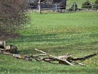 Über dem Holz Schneeglöggli