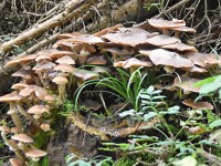 Herrschaft-20171012 106