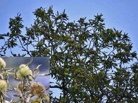 Edel- oder Esskastanie