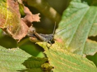 En ubekonnte Högümper