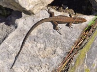 ... i allne Lebeslage