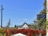 En Güggel luegt, dass d Wösch schöä truchnet