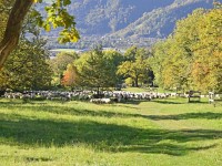 E Schofherde isch o de Weg gonge