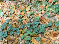 Vu obe aha: Effeu, Ziklame un Leberblöemli, aber neäne blüets