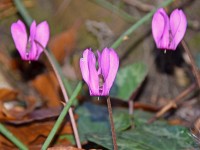 Do no drei verschpöteti