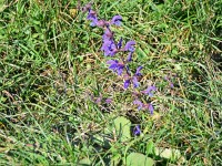 No en schpote Wiesesalbei