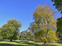 E Linde un all no hüfe Eiche