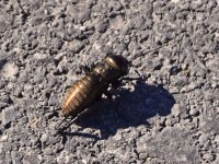 Zmitzt uf dr Stross e füfbeinigi Grille