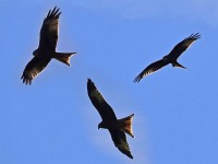 En Rotmilan lueget obs bim Gantenbein i de Rebe Müs het